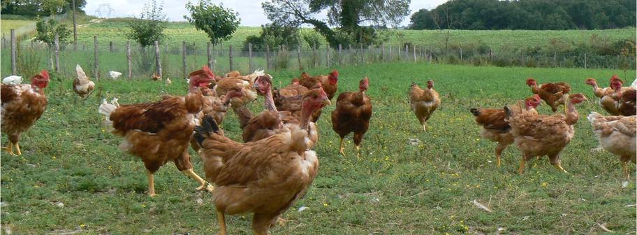 poulets à cou nu