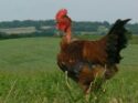 poulet-bio-legrelle