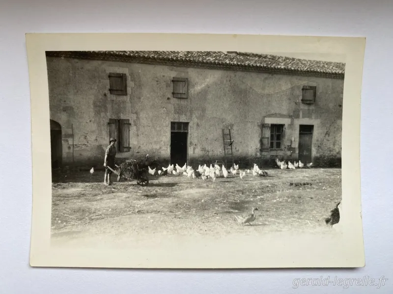 Guy le Grelle avec ses poules de race Leghorn en 1947