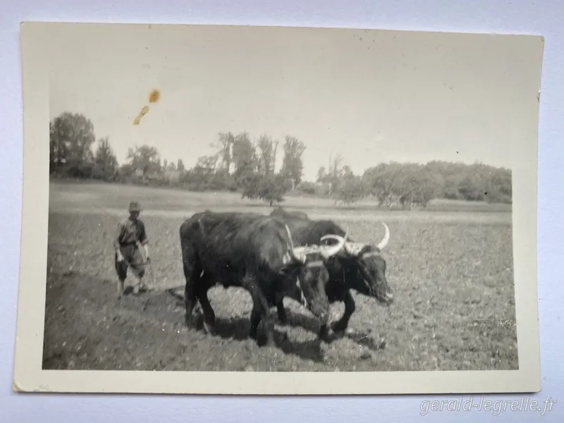 Historique-poulets-bio-
Hier-Boeufs