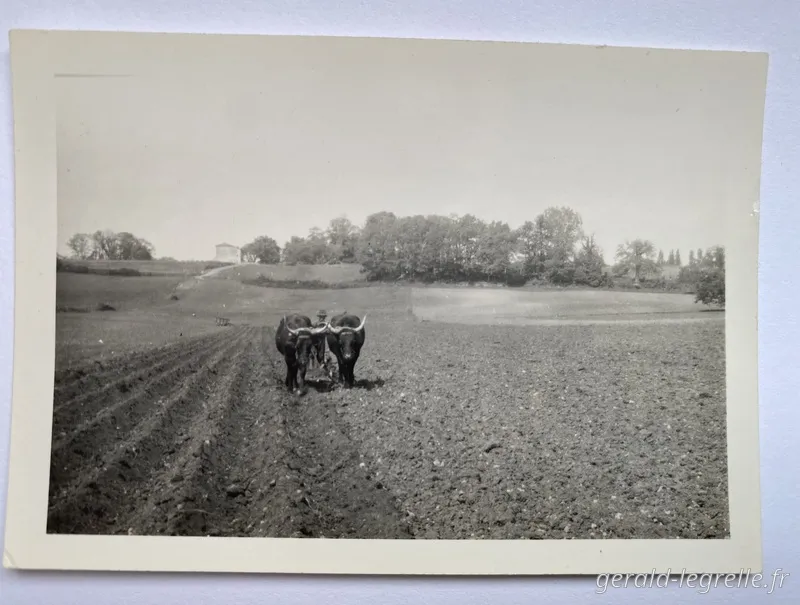 Historique-Hier-Boeufs