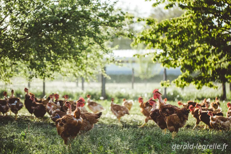 des poulets bio heureux