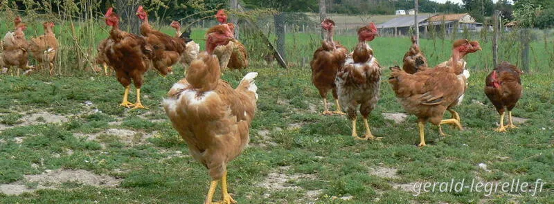 vente directe de poulets bio