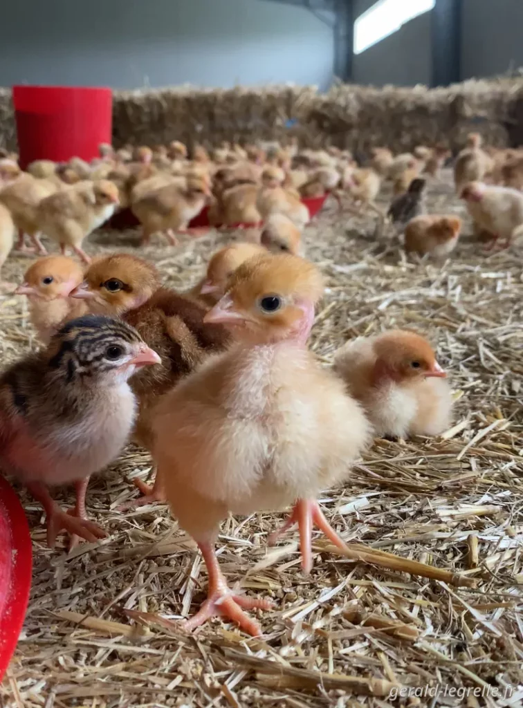 poussins et pintadeaux