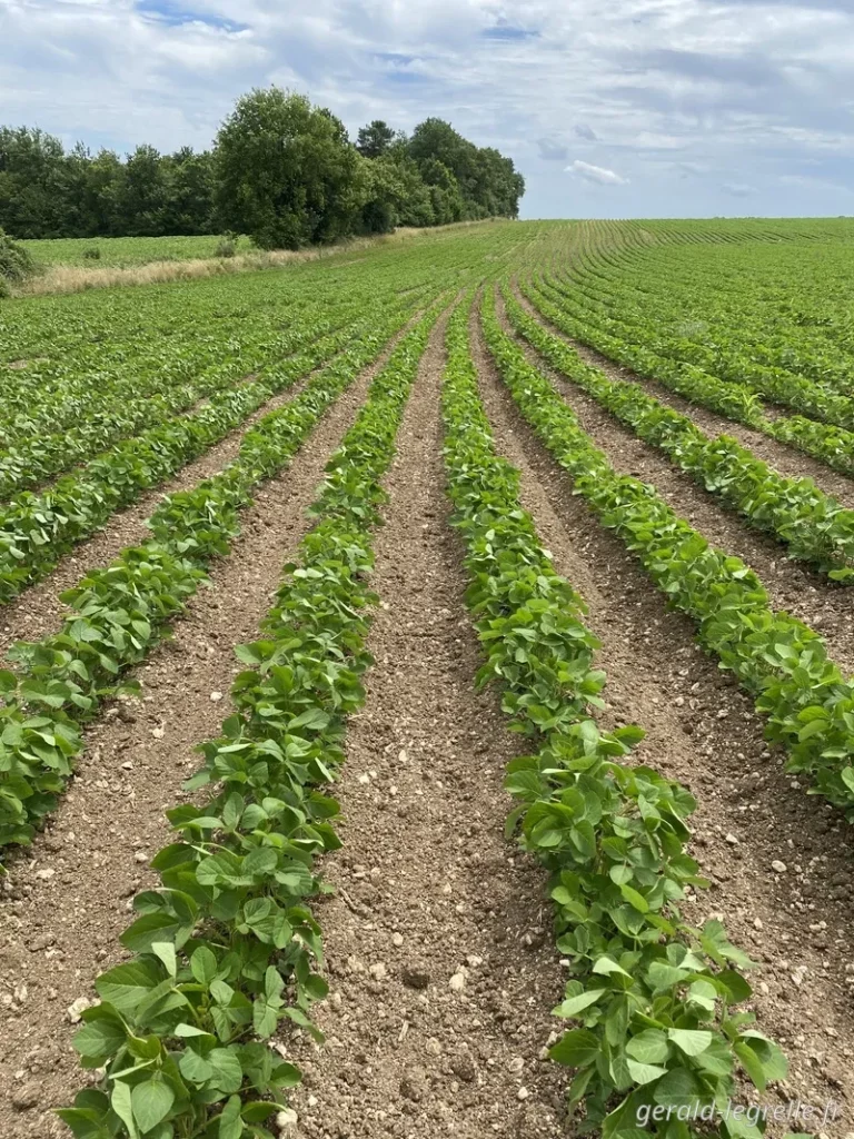 soja après le binage