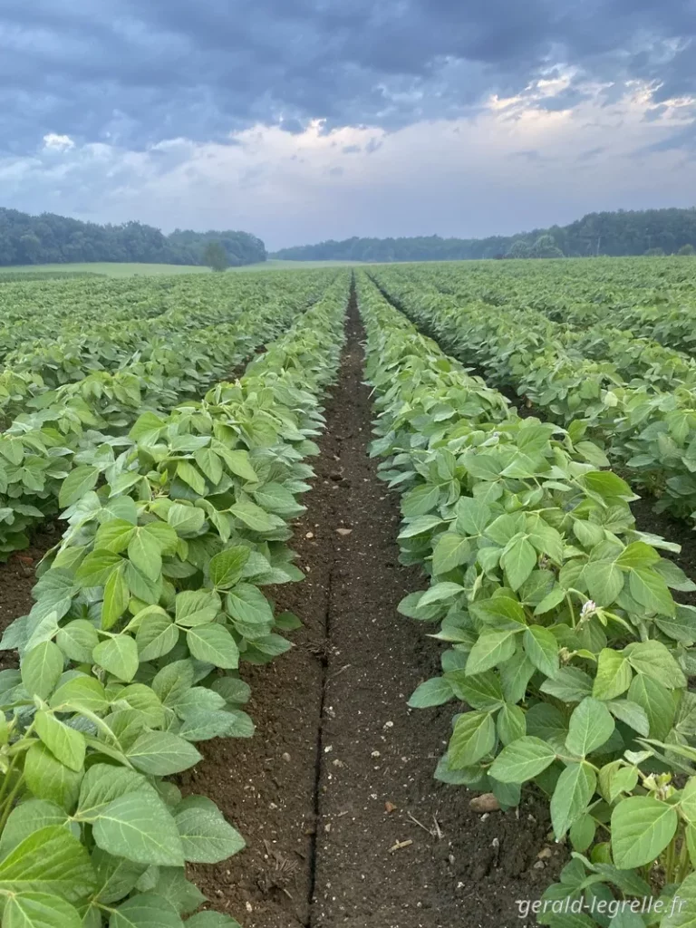 soja au début de la floraison